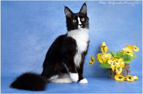 Продается котенок МСО n 03, кошка Ночка
